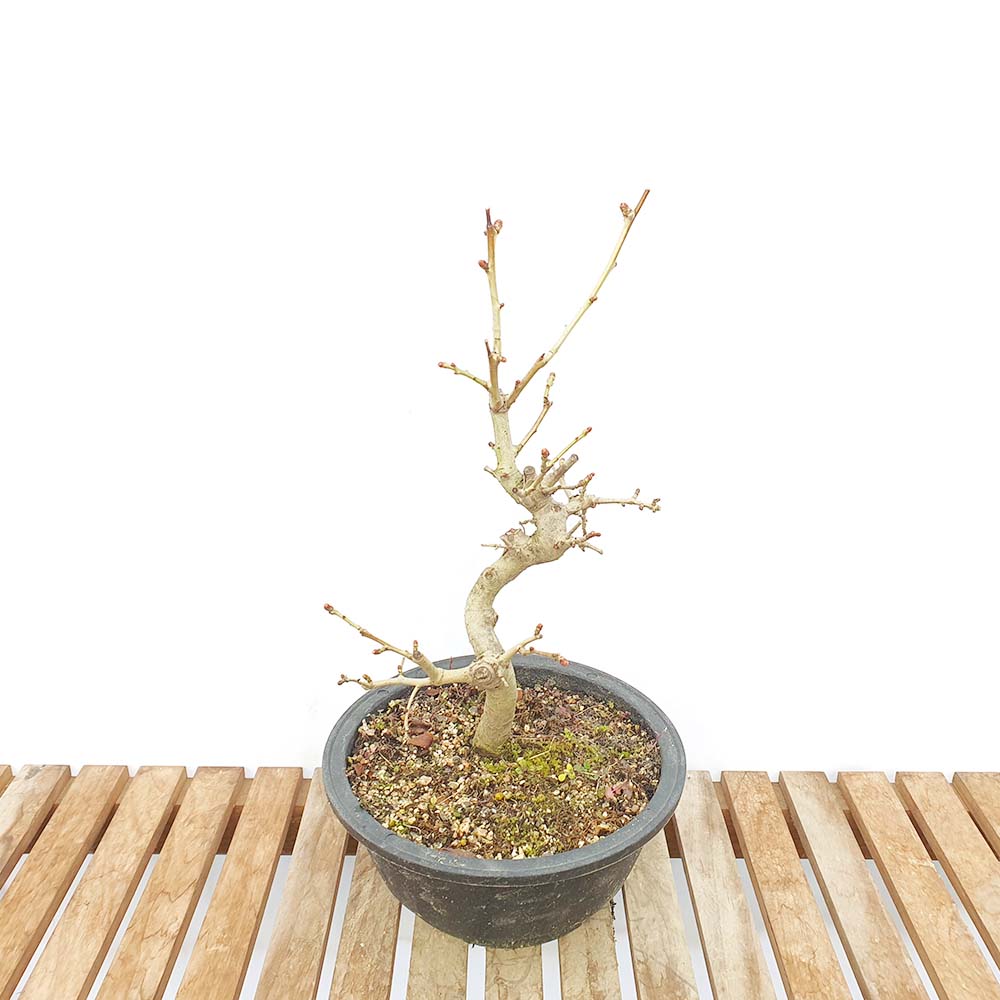 루비 산사 나무 중형 묘목 꽃 분재 책상 화분 인테리어 식물 키우기