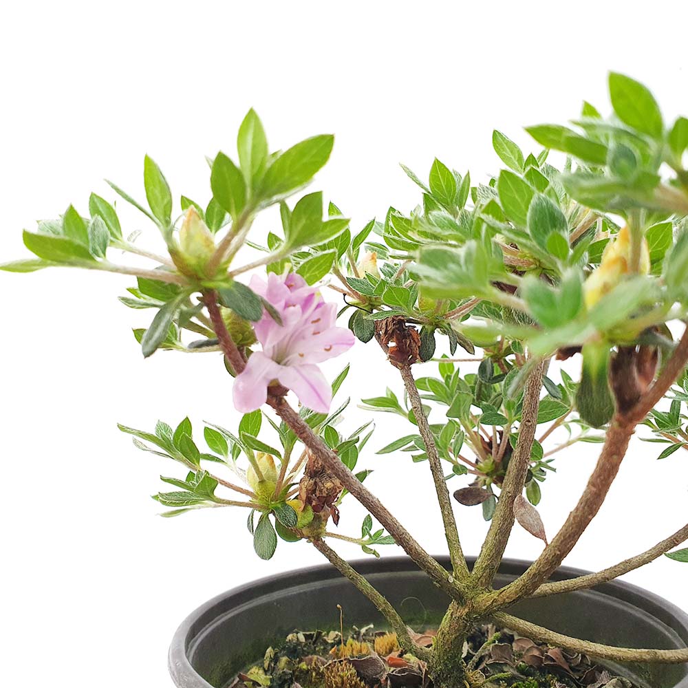 운산 쓰쓰지 철쭉 사스끼 나무 묘목 분홍 무늬 꽃 분재 화분 키우기