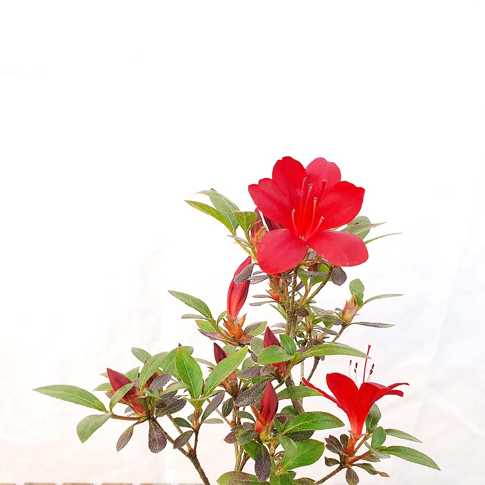 붉은 빨간 꽃 흑홍의월 사스끼 왜 철쭉 분재 나무 반려 식물 인테리어 화분 키우기
