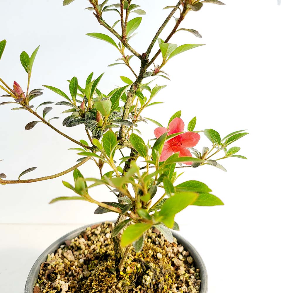 빨간 꽃 홍소정 사스끼 왜 철쭉 분재 나무 반려 식물 인테리어 화분 키우기