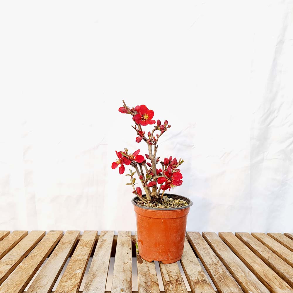 흑광 홍 명자 나무 붉은 빨강 꽃 산당화 홍매 분재 화분 키우기