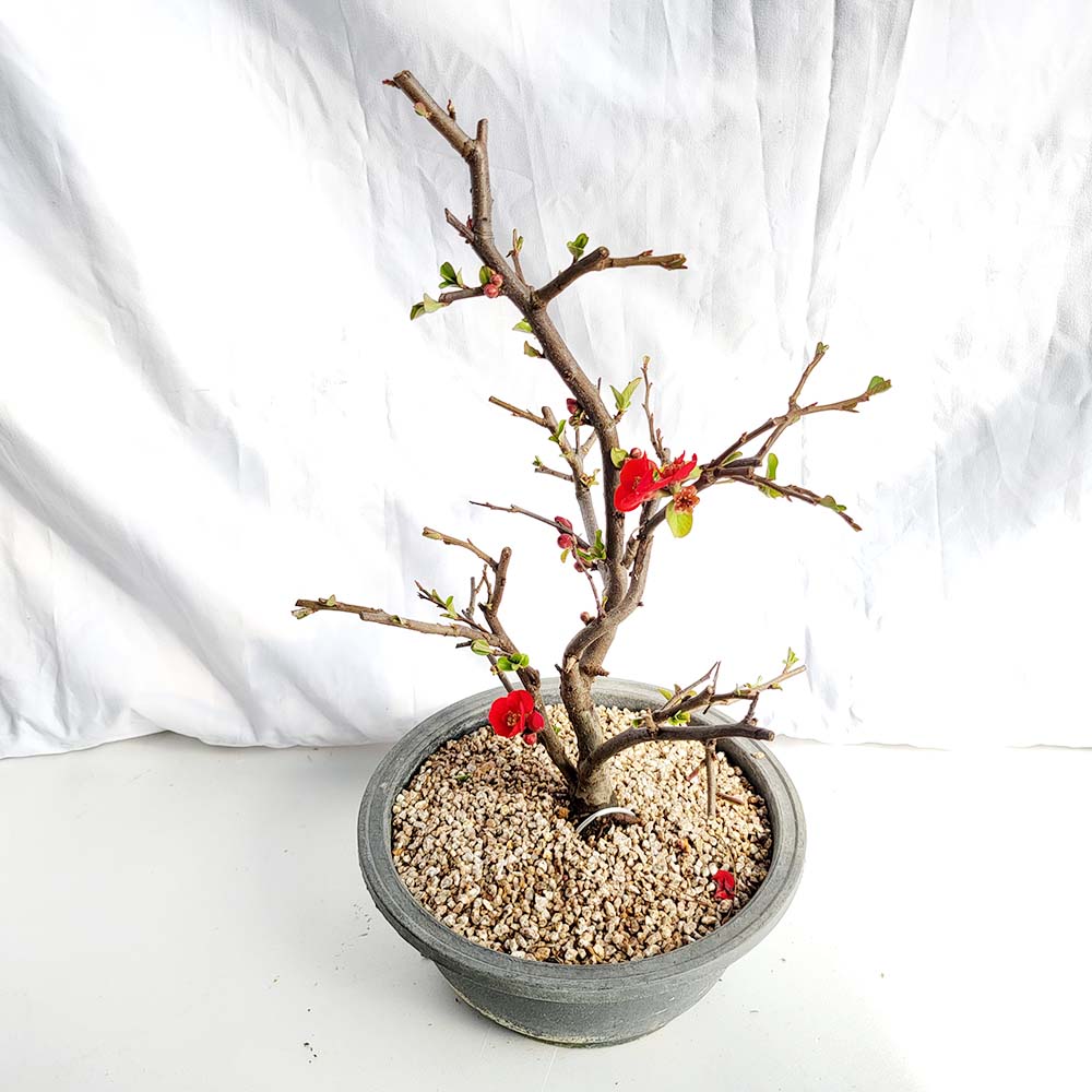 홍 명자 홍천조 나무 붉은 빨간 꽃 산당화 묘목 화분 분재 키우기