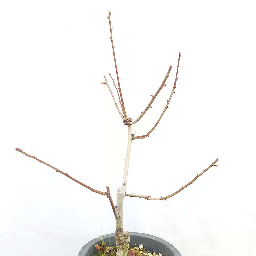 경탄 산사나무 소형 묘목 열매 꽃 분재 책상 화분 반려 식물 키우기