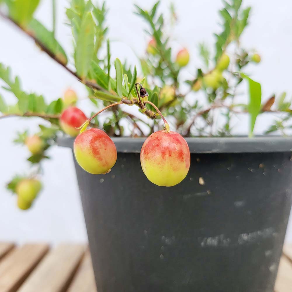 크랜베리 월귤 나무 묘목 열매 과일 화분