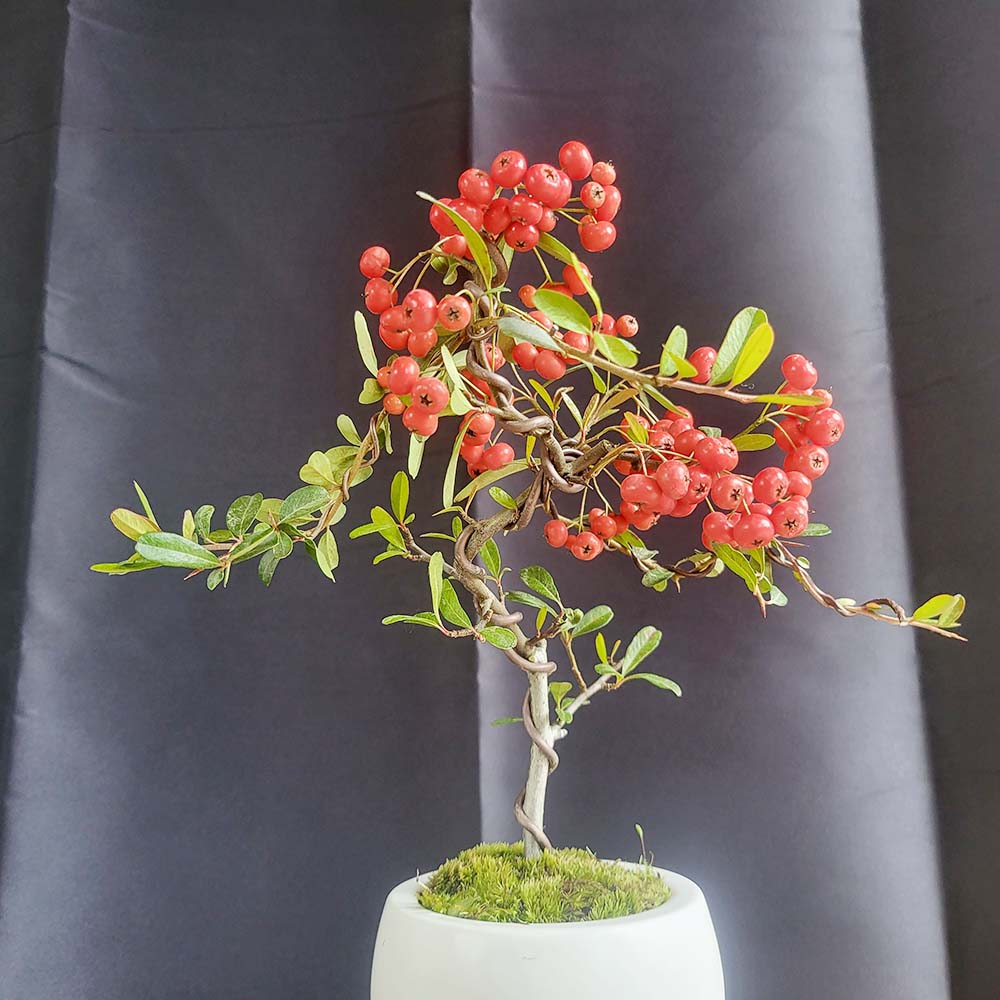 소형 피라칸타 빨간 열매 피라칸사스 도자기 분재 생신 생일 축하 선물 화분