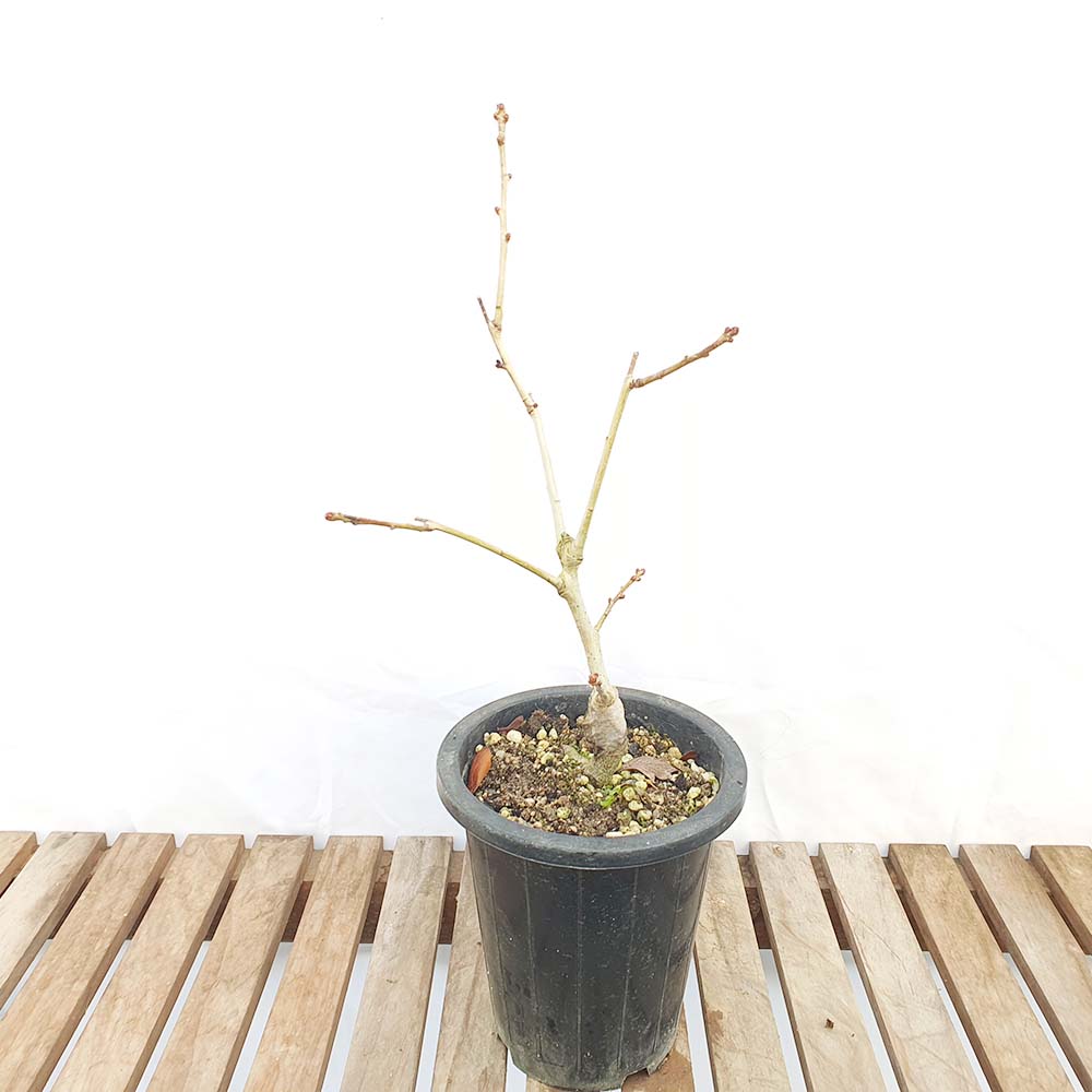 소형 루비 산사나무 묘목 꽃 열매 분재 화분 인테리어 반려 식물 키우기