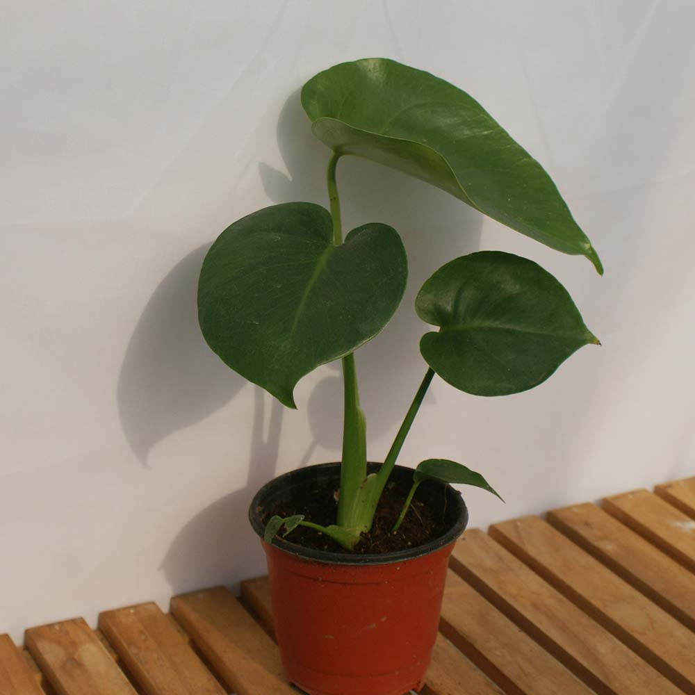 몬스테라 소형 잎 모종 실내 공기정화 인테리어 거실 화분 식물