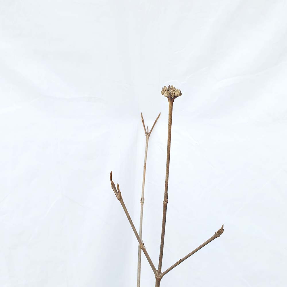 유럽 분꽃 외목대 향기 나는 나무 노지 월동 묘목 화분 개화주 키우기