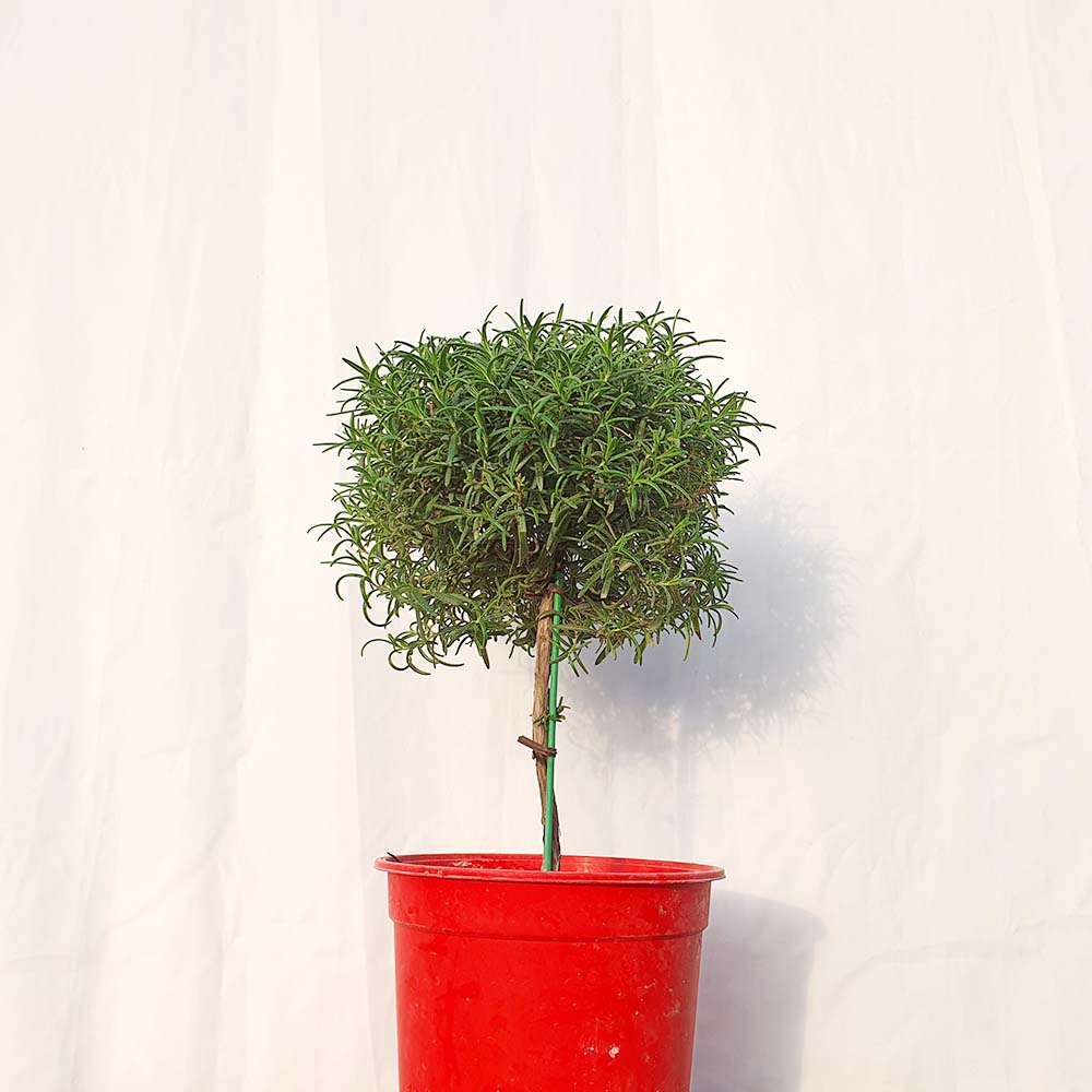 로즈마리 중형 외목대 볼 화분 나무 실내 공기 정화 허브 향기 식물 키우기
