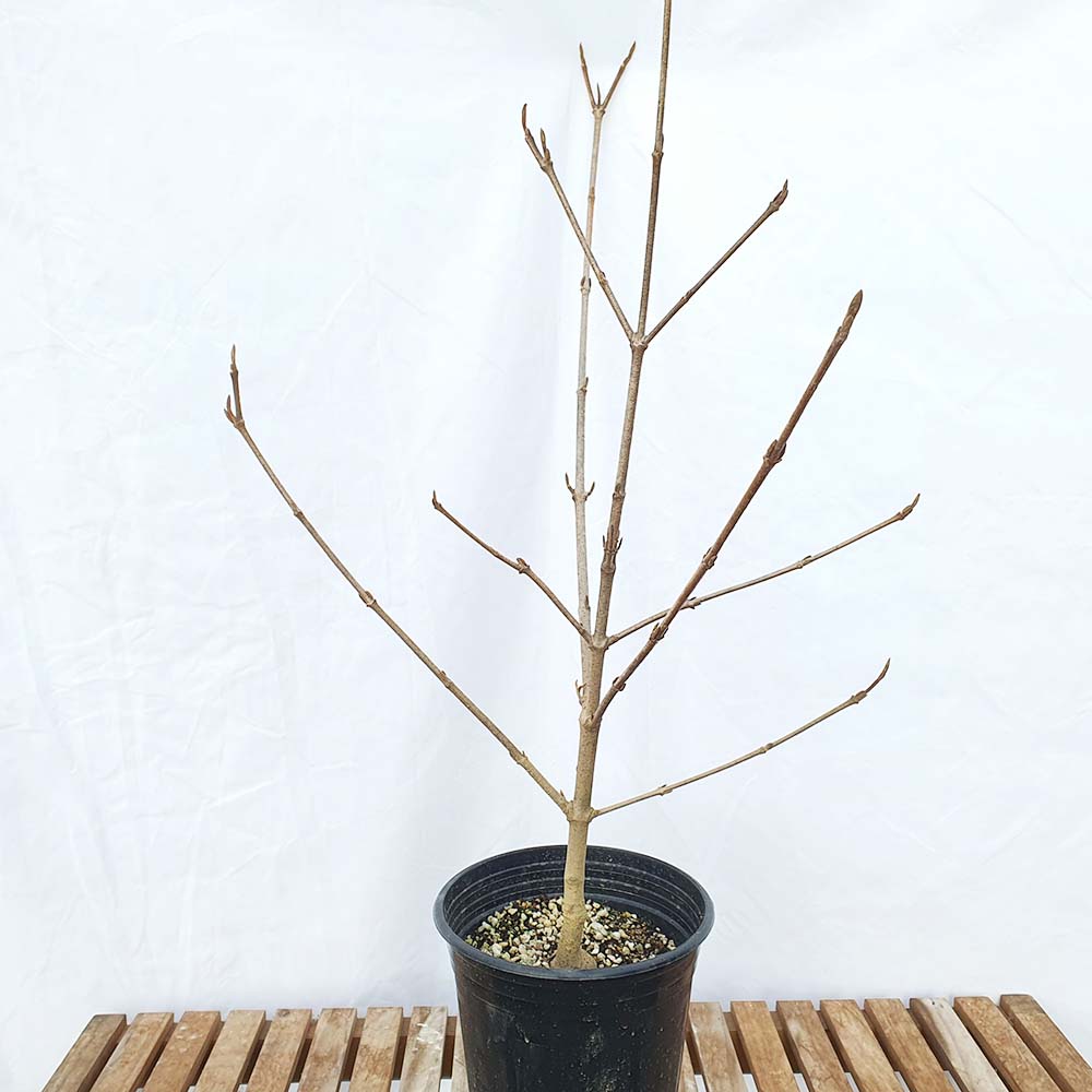 유럽 분꽃 외목대 향기 나는 나무 노지 월동 묘목 화분 개화주 키우기