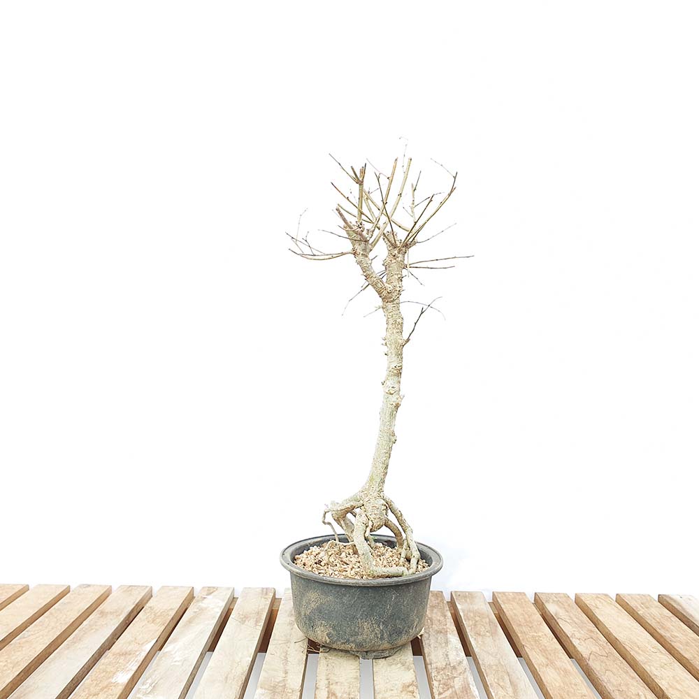 소형 느티 나무 분재 묘목 거실 베란다 식물 인테리어 화분 키우기