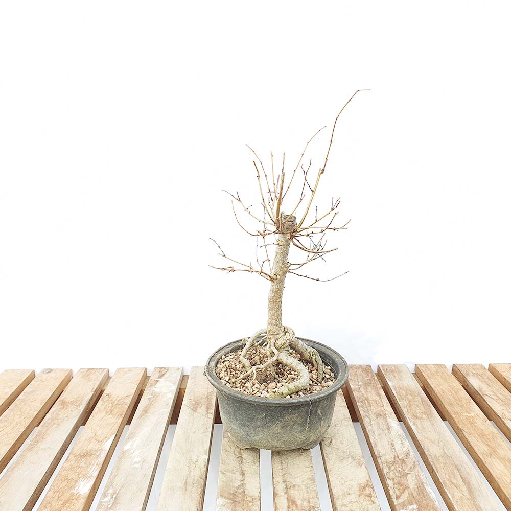 소형 느티 나무 분재 묘목 거실 베란다 식물 인테리어 화분 키우기