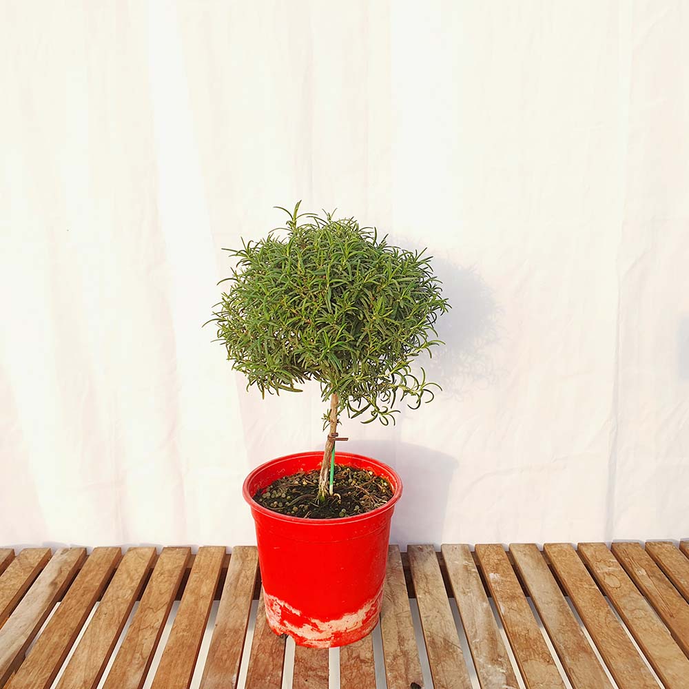 로즈마리 중형 외목대 볼 화분 나무 실내 공기 정화 허브 향기 식물 키우기