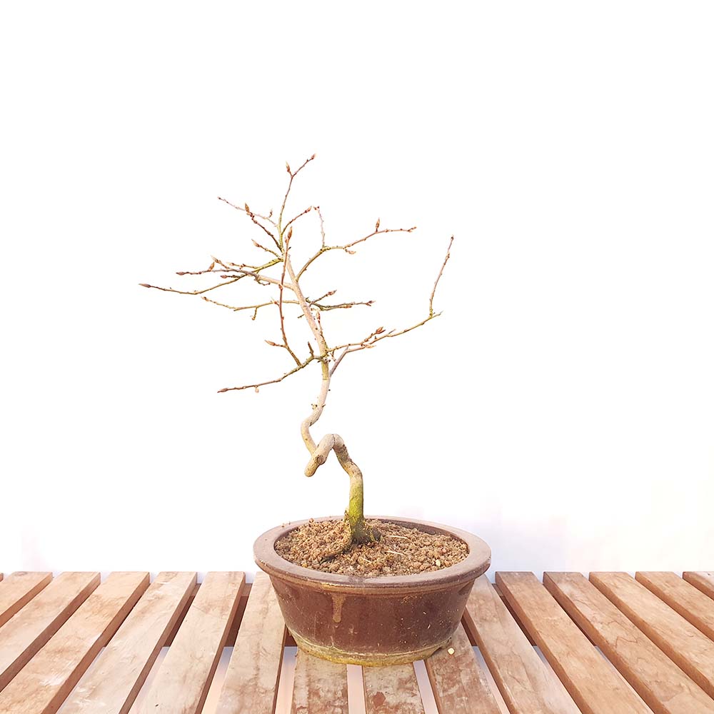 애기 노아시 아기 감나무 도자기 분재 화분 열매 나무 취미 식물 키우기
