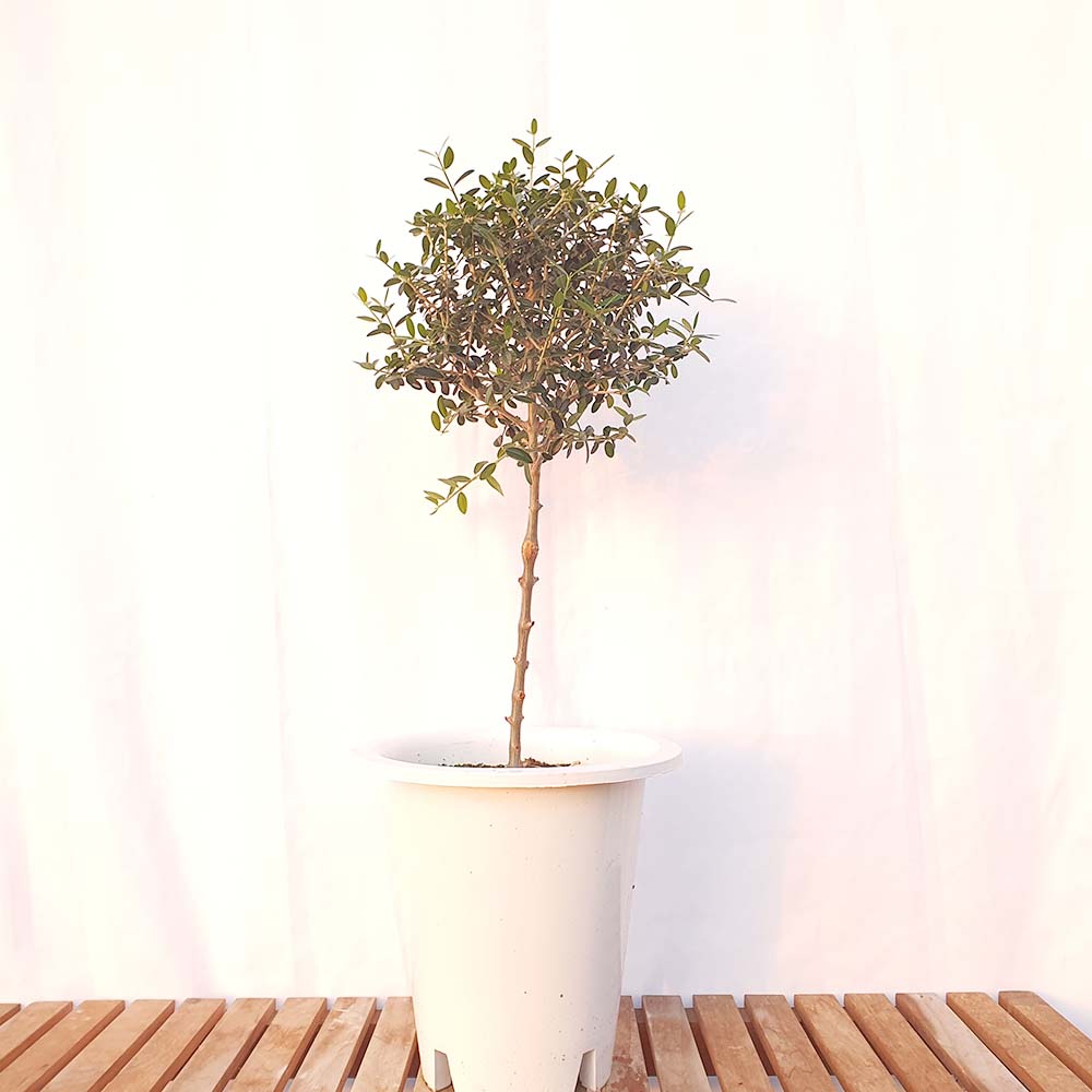 특품 외목대 올리브 나무 토피어리 묘목 열매 꽃 식용 식물 화분 키우기