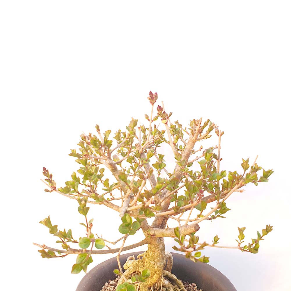 미스김 라일락 근상 분재 나무 묘목 꽃 화분 인테리어 반려 식물 키우기