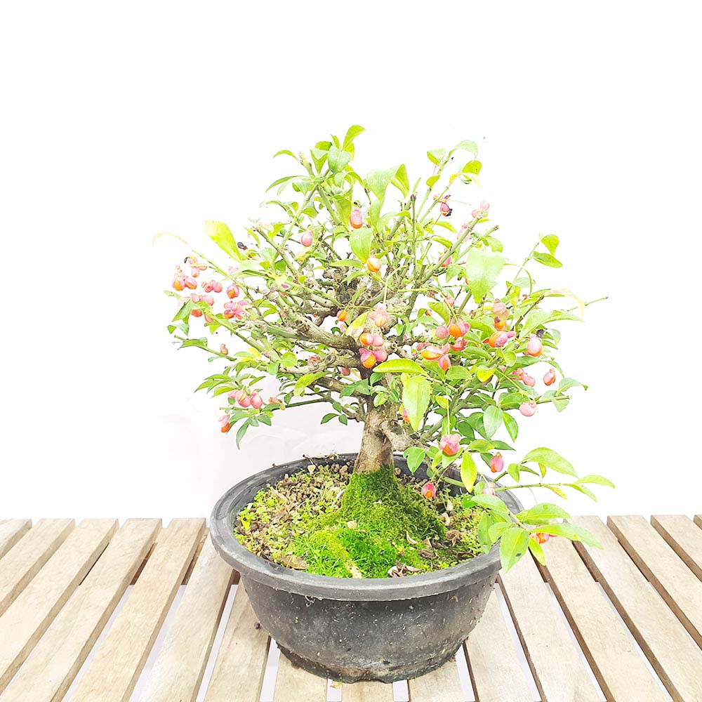 소엽 애기 진궁 중형 회잎 참빗살 나무 고마유미 묘목 분재 화분