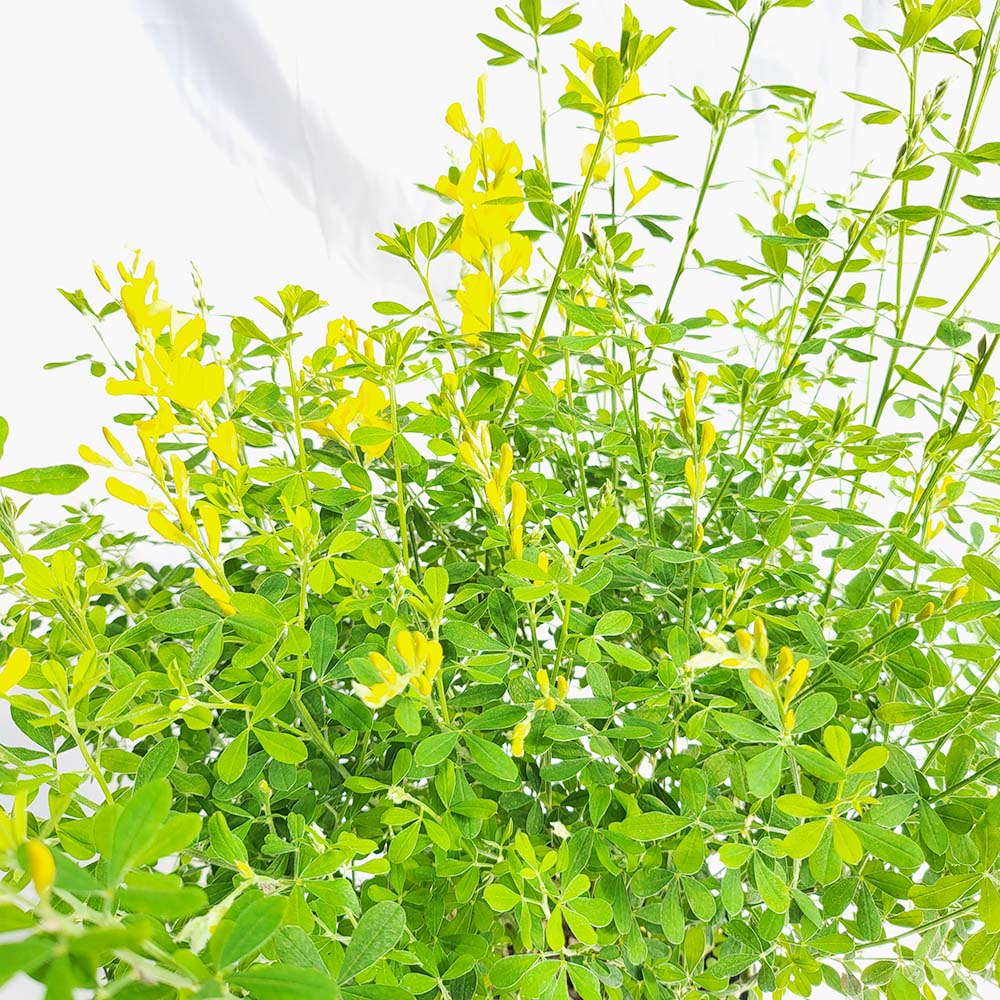 애니시다 중형 나무 금작화 앙골담초 묘목 노랑 싸리 꽃 화분 키우기