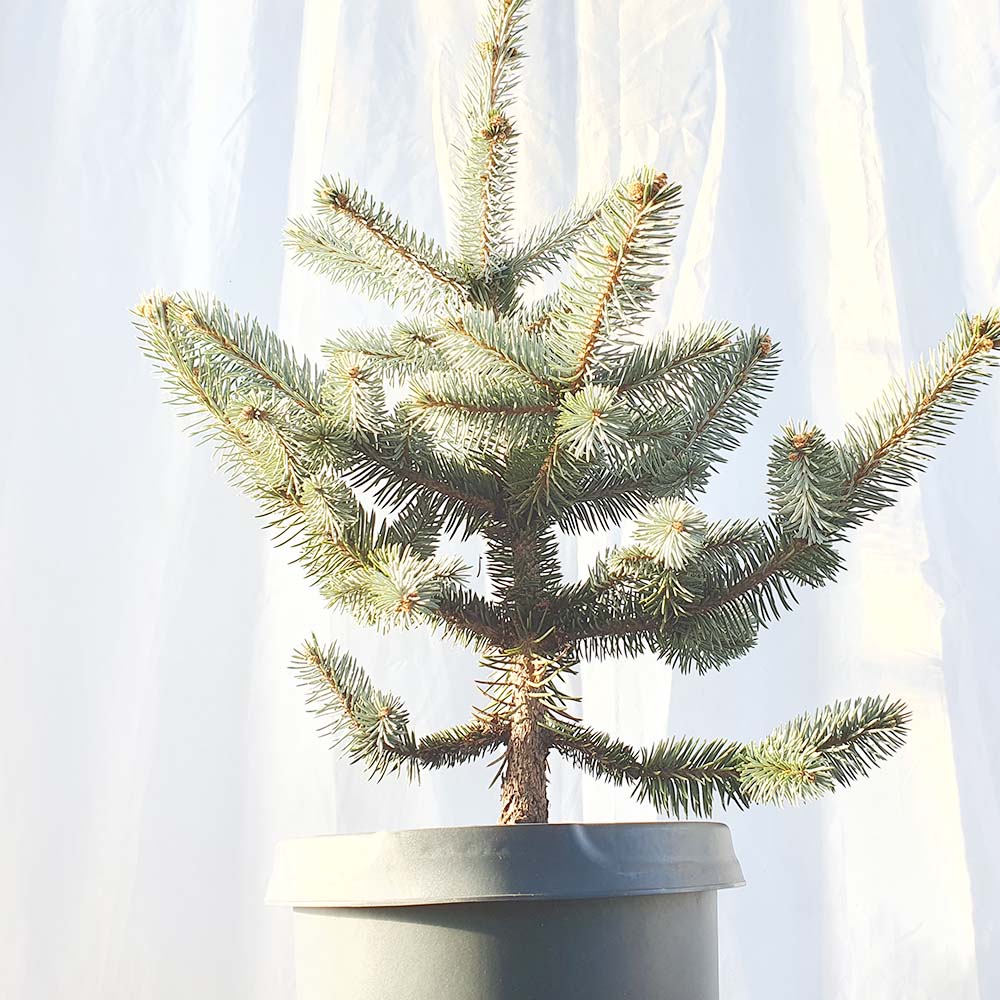 대형 은청 가문비 나무 후푸시 묘목 크리스마스 트리 정원 나무 키우기