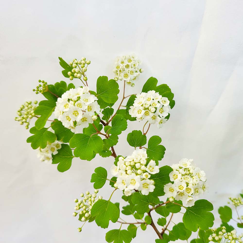 소형 은행잎 조팝 나무 묘목 하얀 흰 꽃 귀여운 야생화 분재 화분 키우기