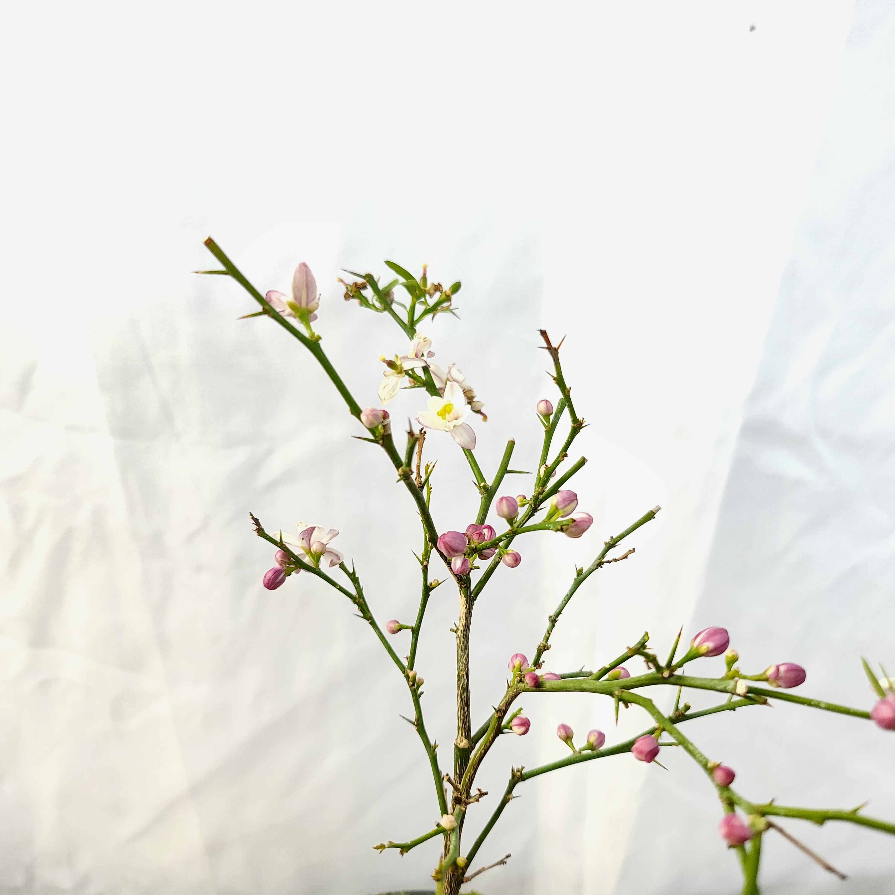 블러드 라임 나무 도자기 열매 묘목 야생화 분재 축하 선물 화분 