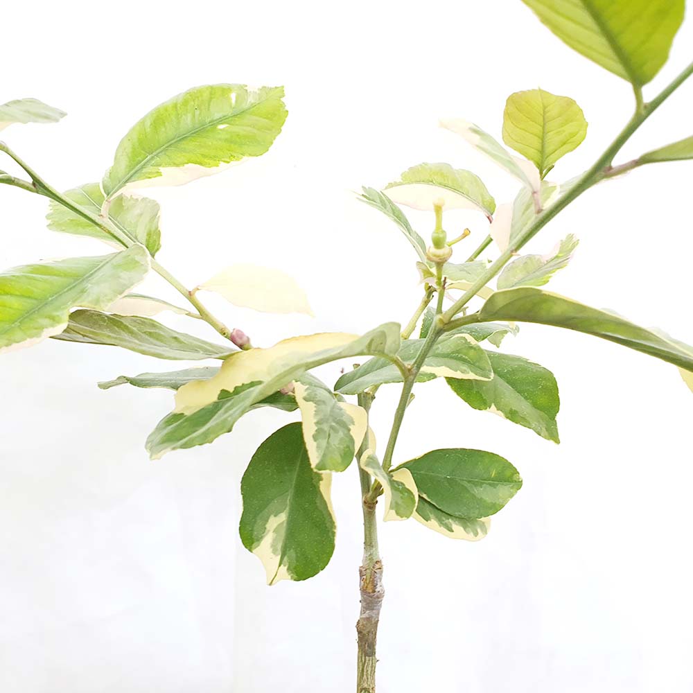 무늬 귤 향기 레몬 열매 나무 도자기