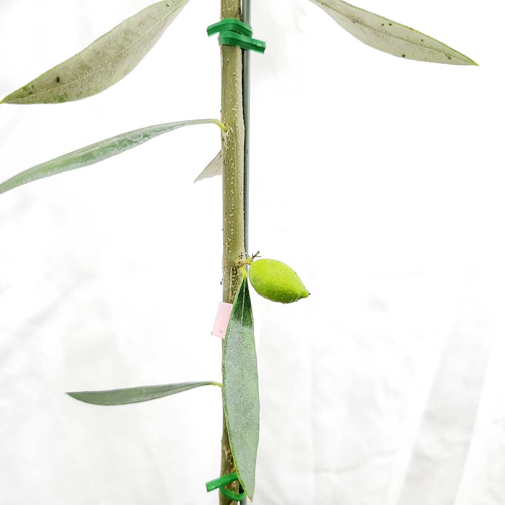 올리브 중형 외목대 나무 화분