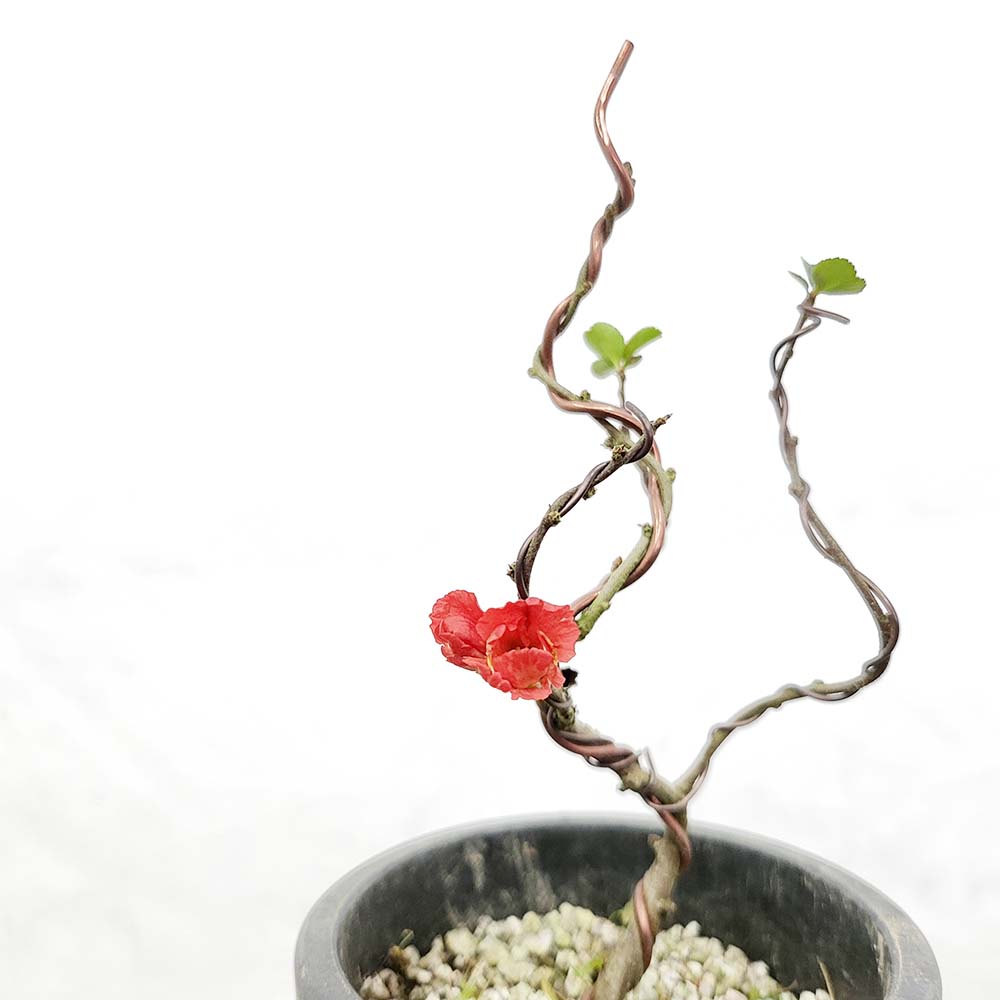 소형 홍 장수매 겹꽃 장수매화 나무 묘목 분재 화분 키우기