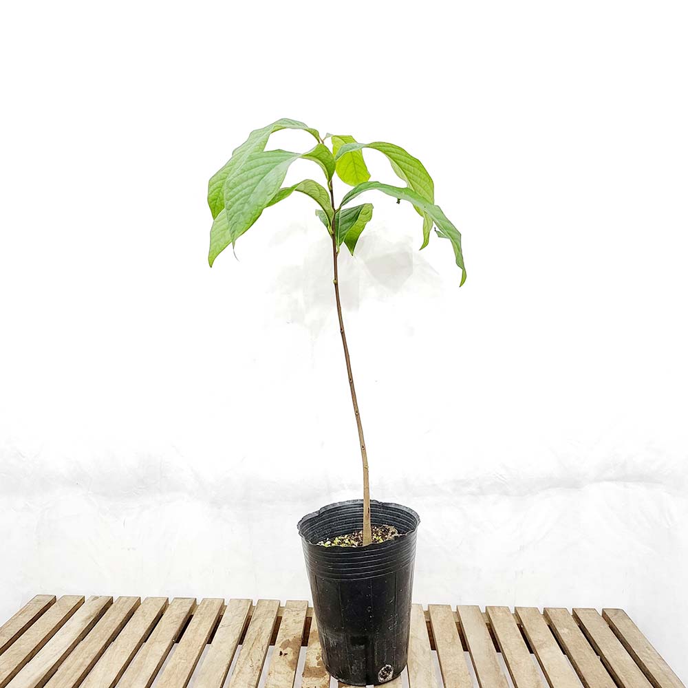 포포나무 뽀뽀나무 묘목 식용 특용 작물 화분 재배 키우기