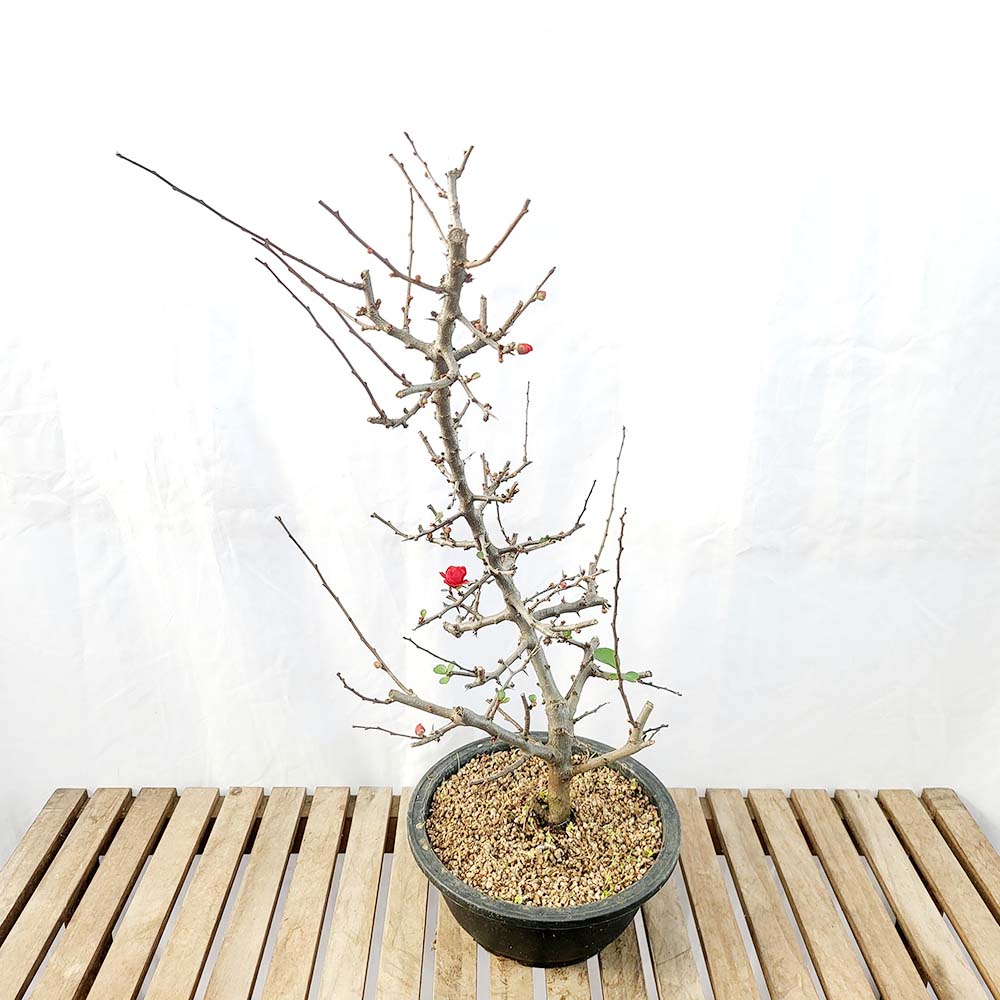 성목 흑겹 장수매 겹꽃 장수매화 나무 묘목 분재 화분 키우기