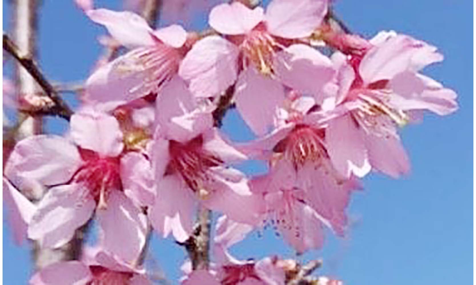일세 분홍 벚나무 벚꽃 묘목 벗나무 분재 화분 키우기