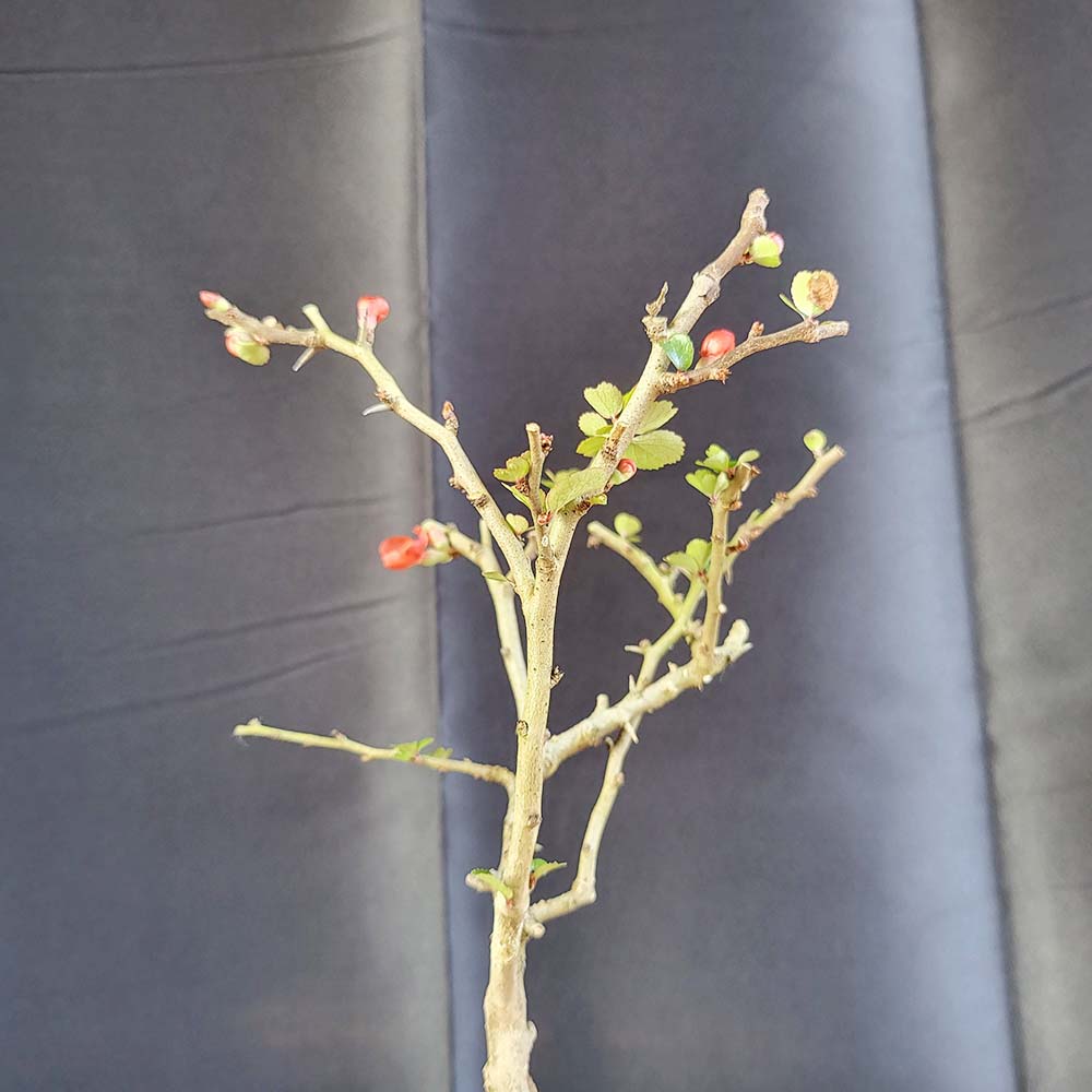 소형 홍 장수매 매화 나무 도자기 분재 부모님 친구 지인 선물 화분