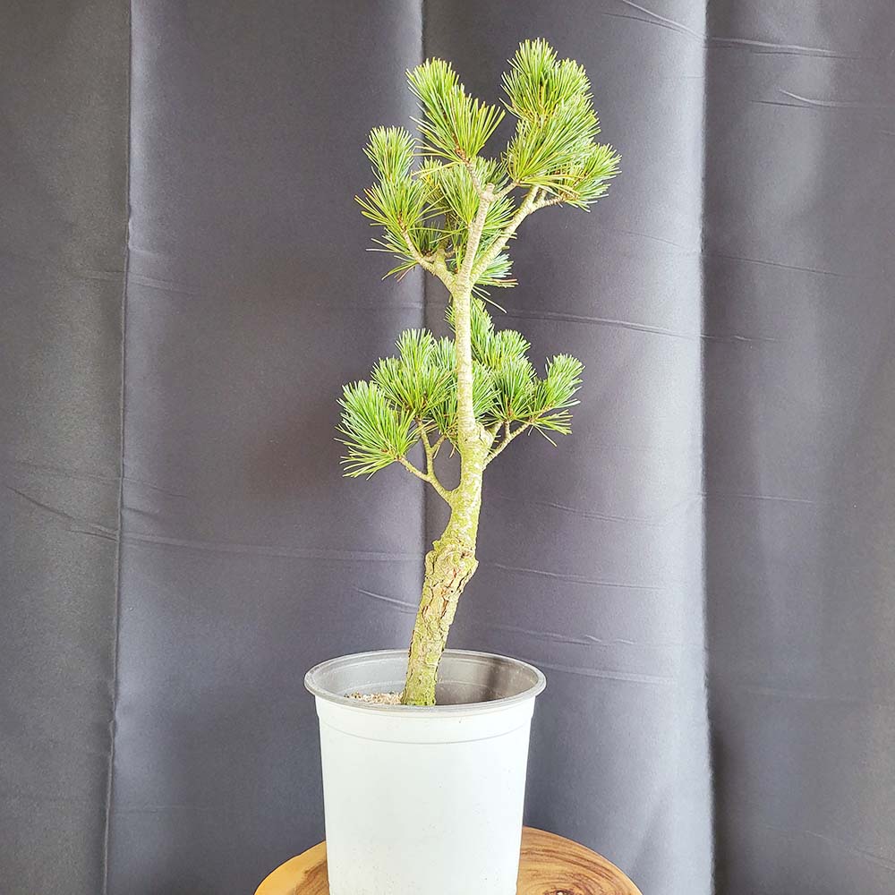 소형 오엽송 나무 묘목 소나무 섬잣나무 분재 식물 인테리어 화분 키우기