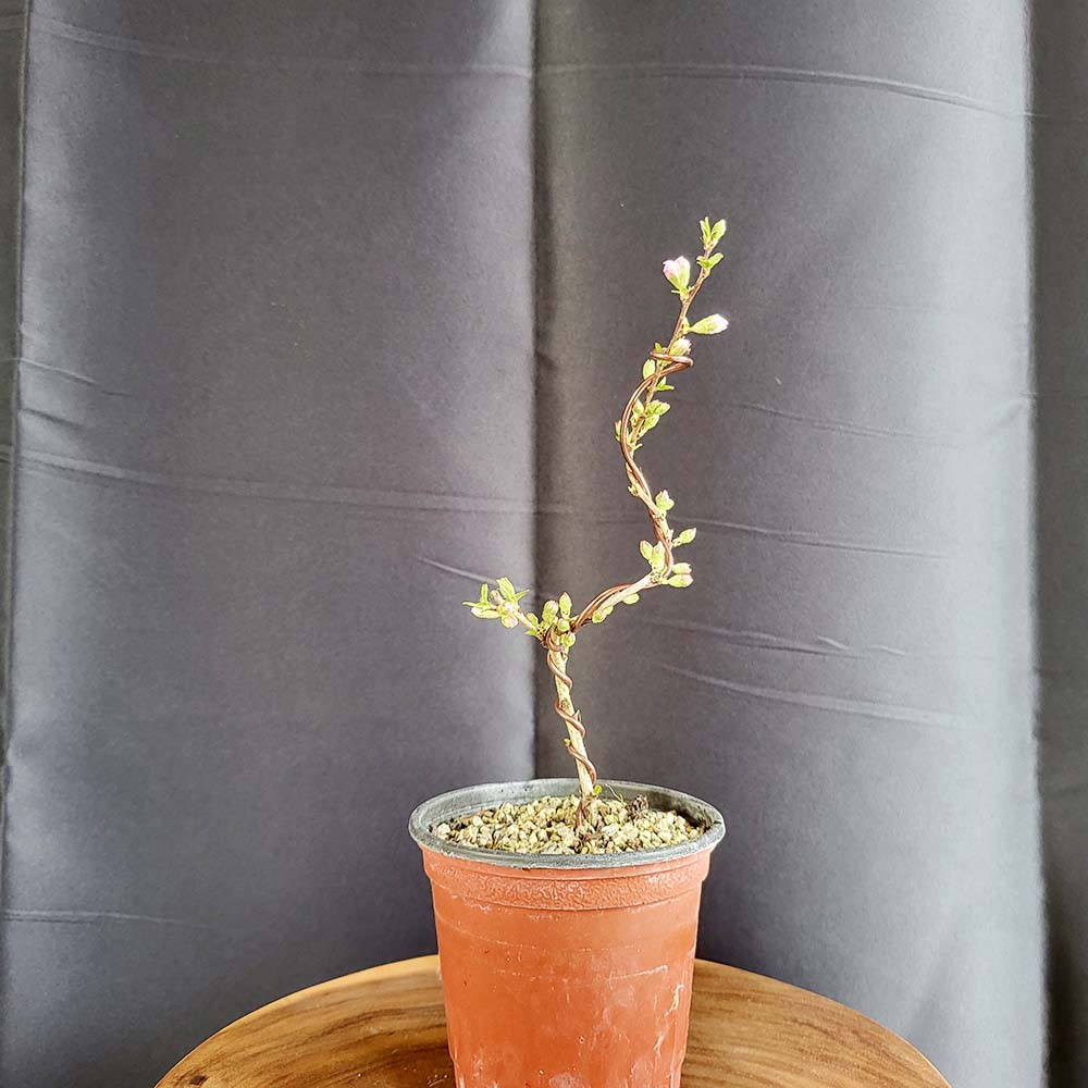 산앵두 미니 이스라지 나무 분재 분홍 꽃 열매 반려 식물 책상 화분