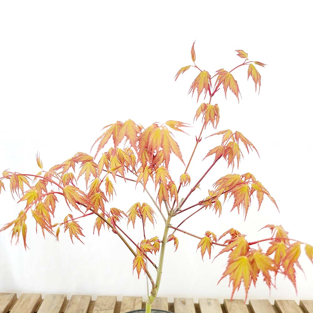 귀여운 단풍 나무 소형 묘목 분재 반려 식물 인테리어 베란다 책상 화분 키우기