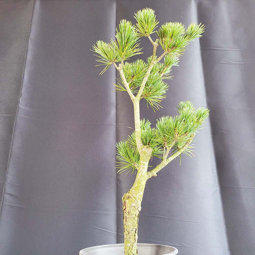 소형 오엽송 나무 묘목 소나무 섬잣나무 분재 식물 인테리어 화분 키우기