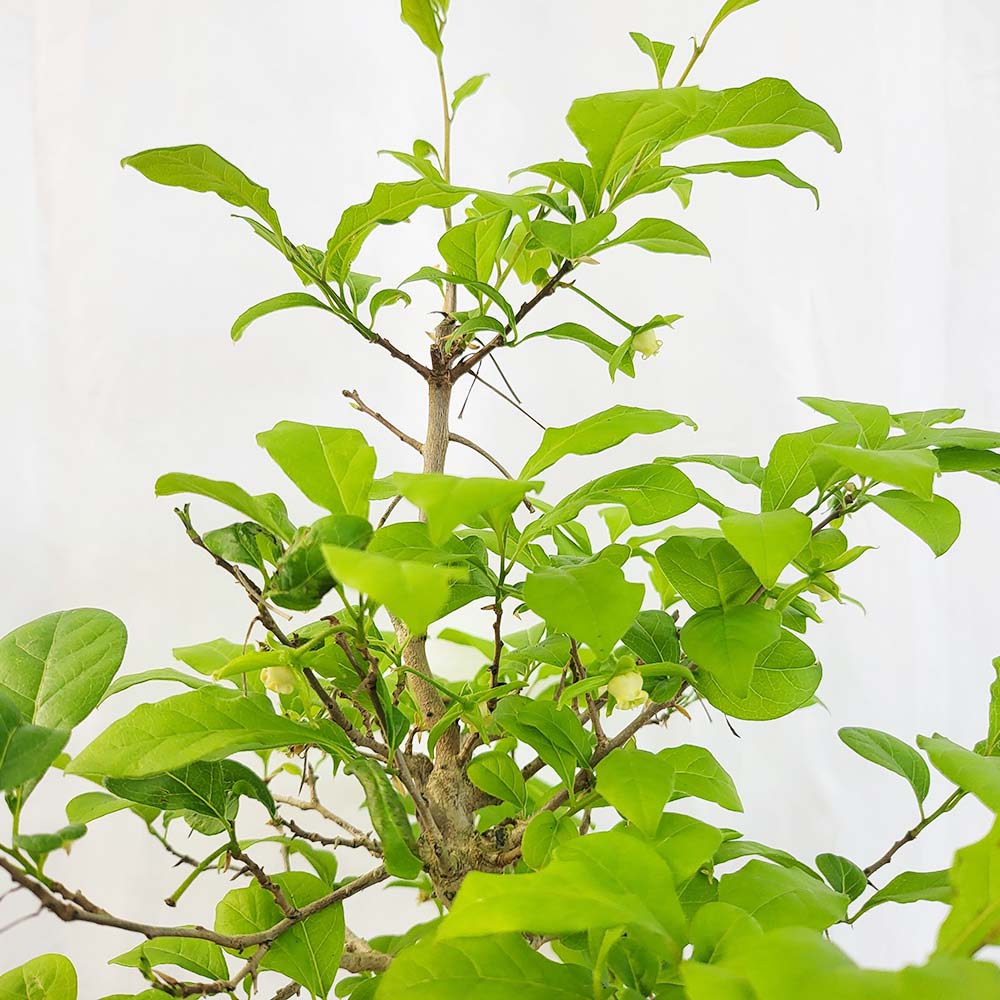 홍진주 노아시 애기 감나무 묘목 중품 분재 열매 나무 식물 인테리어 화분 키우기