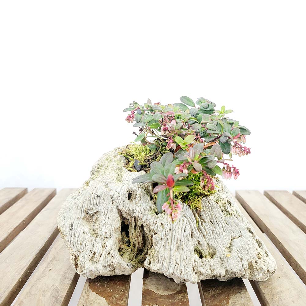 백두산 월귤 나무 석부작 묘목 꽃 열매 개업 집들이 축하 선물 화분