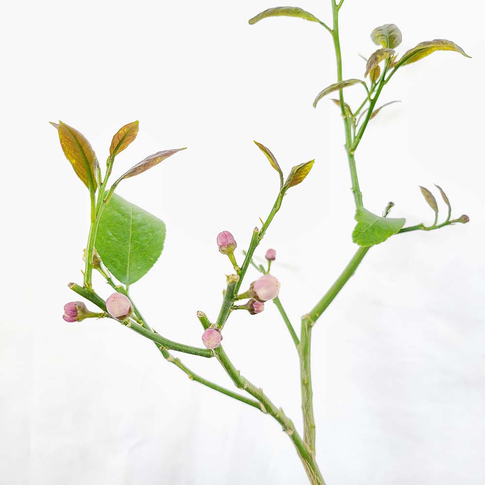 중형 레몬 꽃 향기 열매 나무 거실 베란다 식집사 인테리어 화분 