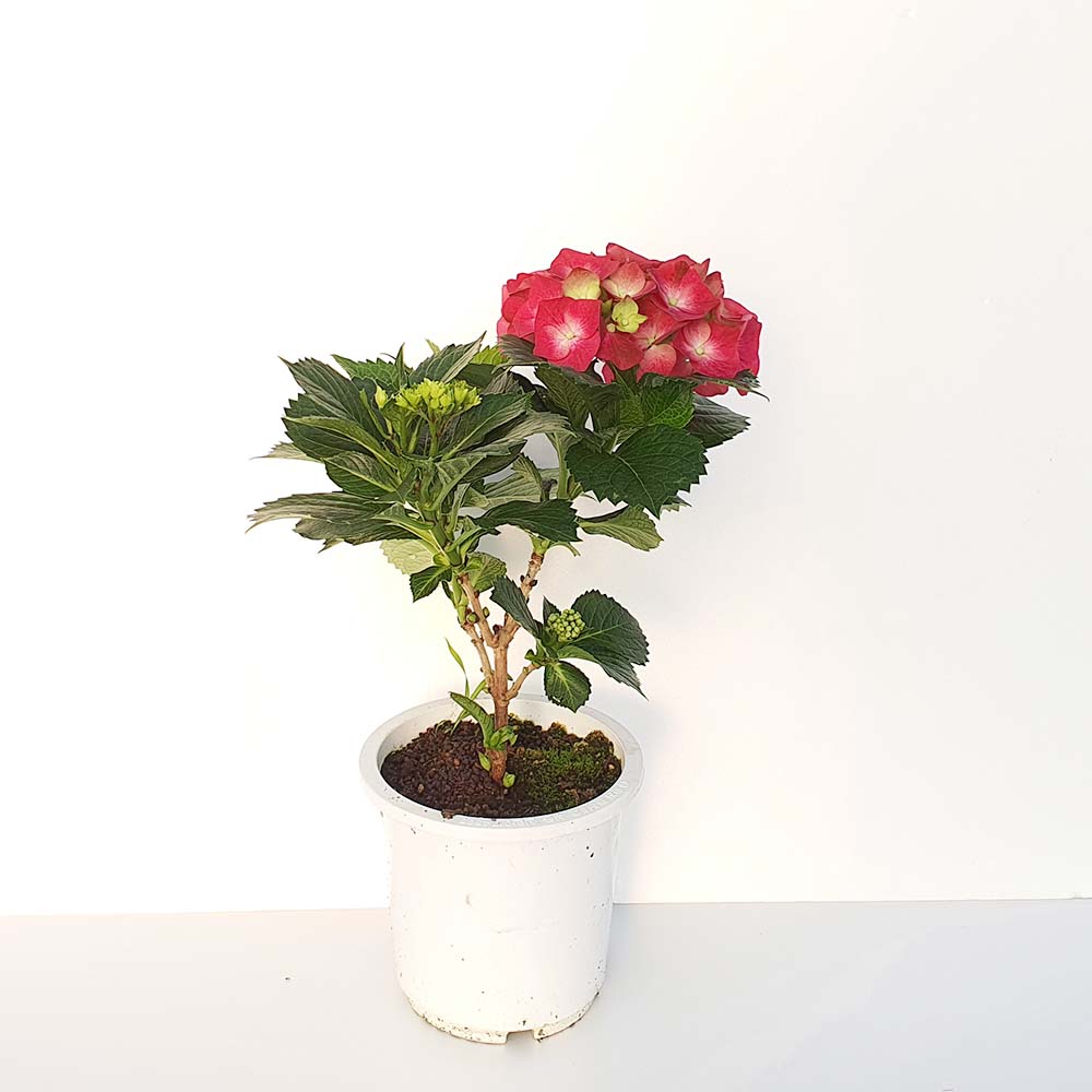 레드 분홍 수국 소형 나무 분재 화분 거실 인테리어 공기정화 식물