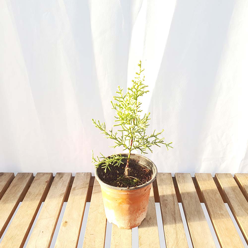 썰프레아 미니 묘목 셀프레아 나무 책상 화분 인테리어 반려 식물 키우기